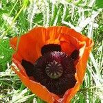 Papaver orientale flower picture by Christine Oh (cc-by-sa)