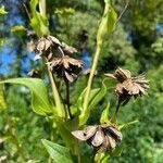Silphium perfoliatum fruit picture by Michael Kersten (cc-by-sa)