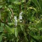 Lamium bifidum habit picture by Jean-Francois Julien (cc-by-sa)