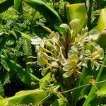 Hedychium flavescens leaf picture by Michael Finch (cc-by-sa)