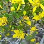 Larrea cuneifolia flower picture by Trap Hers (cc-by-sa)