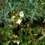 Reseda glauca flower picture by Llandrich anna (cc-by-sa)