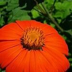 Tithonia rotundifolia flower picture by Lutchmee Maharaj (cc-by-sa)