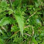 Crepis capillaris leaf picture by Dick Biekart (cc-by-sa)