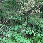 Aralia spinosa habit picture by Meagan (cc-by-sa)