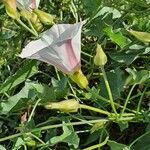 Calystegia macrostegia flower picture by Monika Kopp (cc-by-sa)