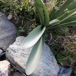 Pancratium illyricum leaf picture by beurny (cc-by-sa)