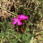 Dianthus balbisii flower picture by Stéphane (cc-by-sa)