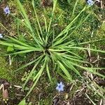 Sisyrinchium angustifolium habit picture by greta swanson (cc-by-sa)