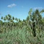 Vanilla planifolia habit picture by Daniel Barthelemy (cc-by-nc)