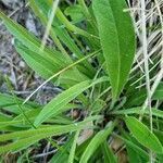 Leontodon incanus leaf picture by Jani Zadrgal (cc-by-sa)