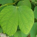 Bauhinia tomentosa leaf picture by Renu Ede (cc-by-sa)
