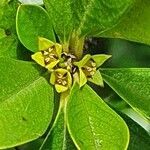 Rhamnus staddo flower picture by susan brown (cc-by-sa)
