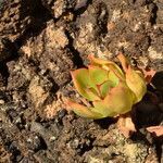 Aeonium lancerottense leaf picture by Carlos Villasante (cc-by-sa)