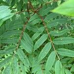 Sorbus americana leaf picture by JF Meyer (cc-by-sa)