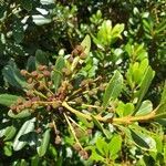 Myrica faya fruit picture by Pereira Jorge (cc-by-sa)
