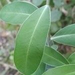 Bupleurum fruticosum leaf picture by Blas Ramos (cc-by-sa)