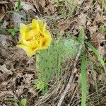 Opuntia humifusa flower picture by Dayton Ulrich (cc-by-sa)