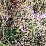 Limonium binervosum habit picture by randovu (cc-by-sa)
