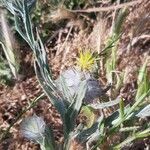 Centaurea eriophora leaf picture by Giorgio Fornara (cc-by-sa)