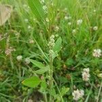 Chenopodium album habit picture by Guillaume Delporte (cc-by-sa)