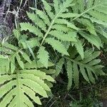 Onoclea sensibilis leaf picture by Jillian Penny (cc-by-sa)