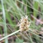 Carex sororia flower picture by Trap Hers (cc-by-sa)