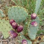 Opuntia engelmannii fruit picture by Ellie Rieber (cc-by-sa)