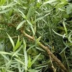 Artemisia dracunculus habit picture by Tom Flower (cc-by-sa)