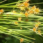 Rhynchospora holoschoenoides habit picture by Nelson Zamora Villalobos (cc-by-nc)