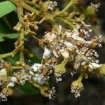 Heteropterys laurifolia habit picture by Nelson Zamora Villalobos (cc-by-nc)