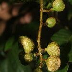 Cupania glabra fruit picture by Nelson Zamora Villalobos (cc-by-nc)