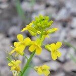 Barbarea orthoceras flower picture by Misty Dawn (cc-by-sa)