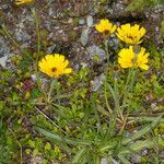 Tolpis staticifolia habit picture by Martin Bishop (cc-by-sa)