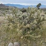 Cylindropuntia imbricata habit picture by Heather Smith (cc-by-sa)