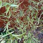 Phyllostachys aurea habit picture by Manuel Madrid (cc-by-sa)
