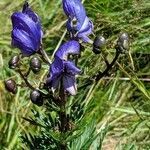 Aconitum napellus flower picture by cedric cedric (cc-by-sa)