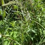 Lysimachia ephemerum habit picture by Francois Mansour (cc-by-sa)