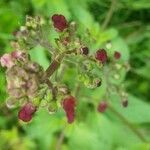 Scrophularia auriculata flower picture by Daniel Peters (cc-by-sa)