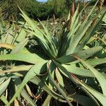 Aloe arborescens habit picture by Daniel Barthelemy (cc-by-nc)