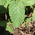 Mentha spicata leaf picture by Alan Falloon (cc-by-sa)