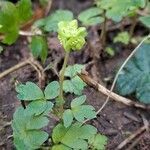 Adoxa moschatellina habit picture by Jean-Marie Frenoux (cc-by-sa)