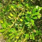 Buxus balearica leaf picture by Prieta Javier (cc-by-sa)