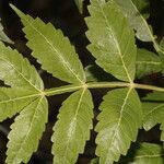 Bursera graveolens leaf picture by Nelson Zamora Villalobos (cc-by-nc)