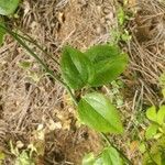 Smilax rotundifolia leaf picture by David Dover (cc-by-sa)