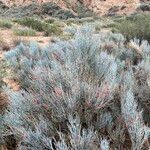 Ephedra intermedia habit picture by Lennaert Steen (cc-by-sa)