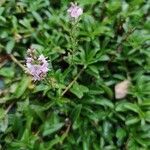 Veronica prostrata flower picture by antoine abarnou (cc-by-sa)