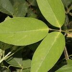 Centrosema macrocarpum leaf picture by Nelson Zamora Villalobos (cc-by-nc)