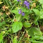 Ajuga genevensis leaf picture by Jiří Bednář (cc-by-sa)