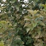 Morus alba habit picture by Giorgio Fornara (cc-by-sa)